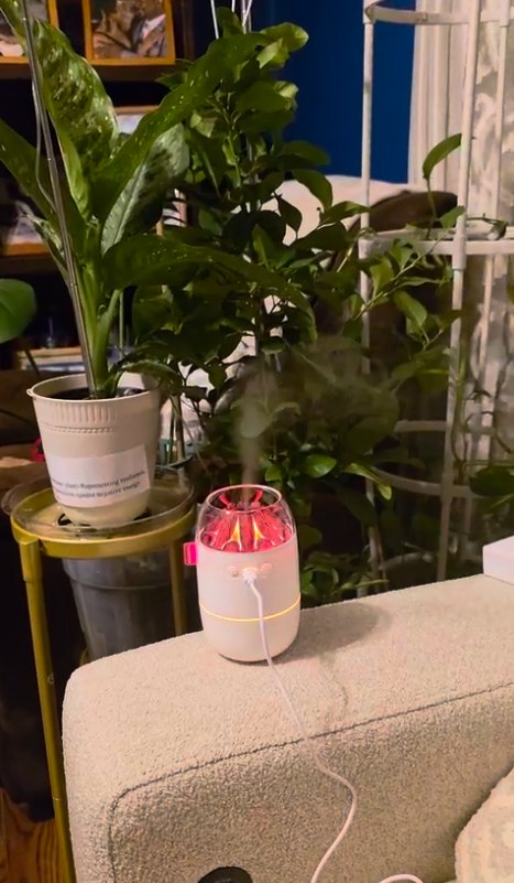 Foto real de Javier Morales con el humidificador blanco junto a sus plantas